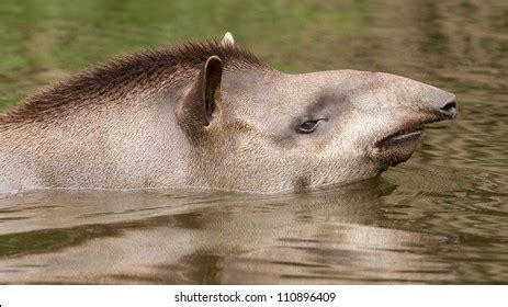 Swimming Tapir Royalty-Free Images, Stock Photos & Pictures | Shutterstock