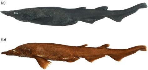 New Deep-Sea Demon Catshark Species Discovered In Australia