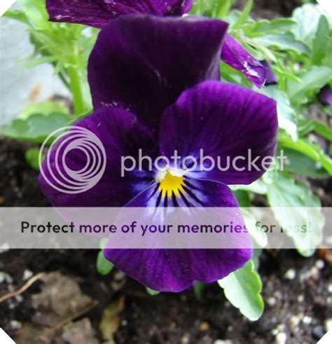 My Photo Journey: purple in nature