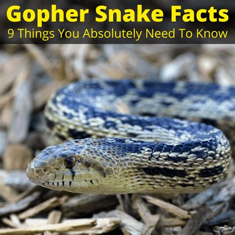 Gopher Snake Facts (9 Things You Absolutely Need To Know)