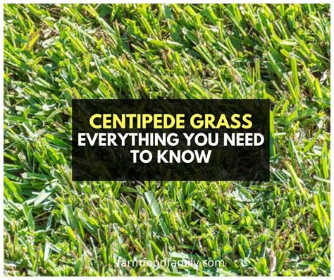 Centipede Grass: Types, Growing, Care Guide, Problems, Diseases