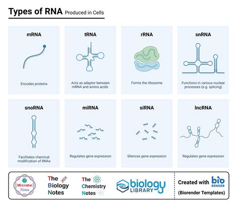 Microbe Notes - Types of RNA Produced in Cells. #cell #rna...