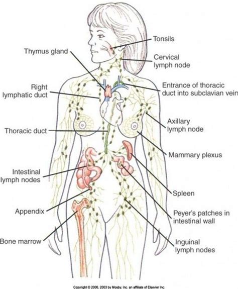 Lymph Nodes In The Groin Area Women