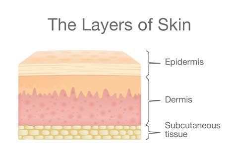 Layers Of Epidermis