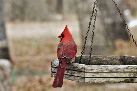 Cardinal On Bird Feeder Free Stock Photo - Public Domain Pictures