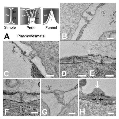 Types of plasmodesmata connecting different cell interfaces. (A ...