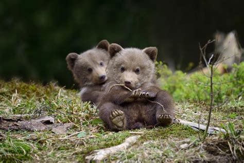 Grizzly Bear Cubs Playing