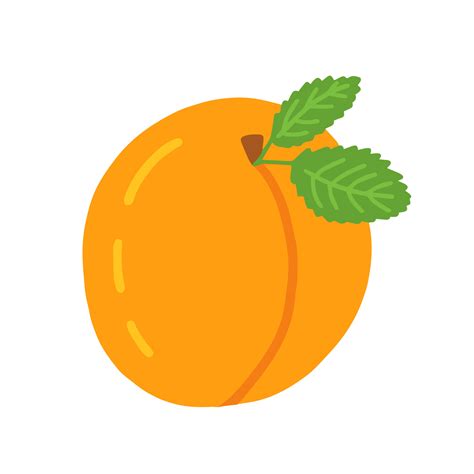 Vector flat apricot isolated. 13313937 Vector Art at Vecteezy