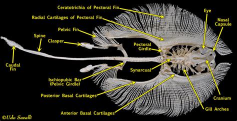 BIO370-Shark Skeleton