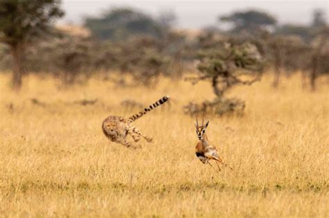 8 Fascinating Facts About Gazelles