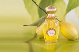 Bergamot : Perfume Note and Ingredient - Bois de Jasmin