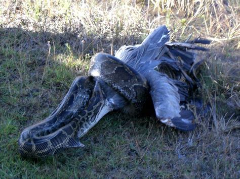 Smithsonian Insider – Invasive Burmese pythons are taking a toll on ...