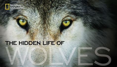 Our Impact - Living with Wolves