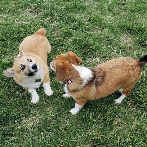 The Corgi Beagle Mix: Let’s Keep This Short & Sweet - Animalso