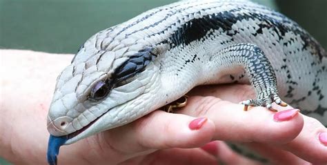 Blue Tongue Lizard | Pet Blue Tongue Lizard | Reptile Base