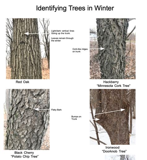 Winter Nature School, Lesson 3 – Identifying Trees by Their Bark | The Old Naturalist