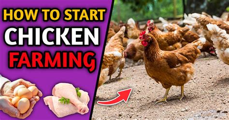 8 Steps How To Start Chicken Farming: Beginners Guide!