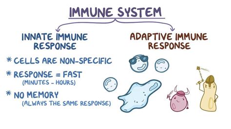 Innate immune system: Video, Anatomy & Definition | Osmosis