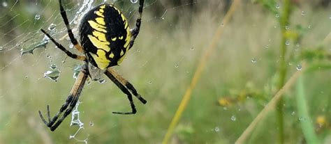 Chelicerata (Spiders and Allies) of Martha's Vineyard