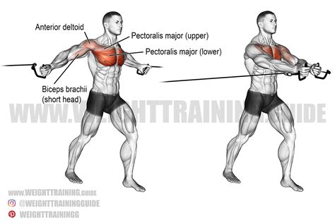 cable fly machine muscles worked - Laurene Mchenry