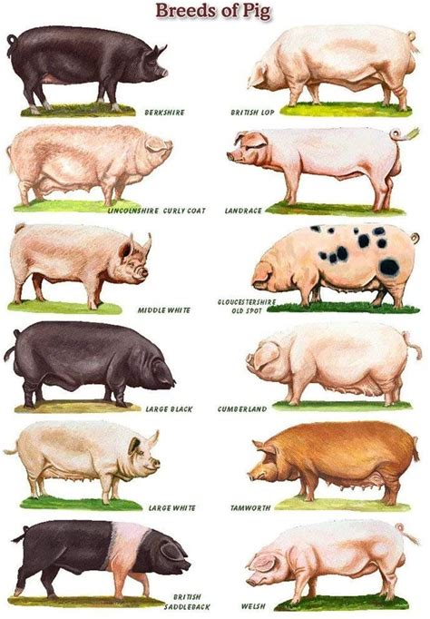 Choosing the Right Pig Breed for your Homestead | Modern Frontierswoman