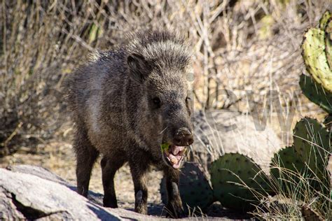 Baby Javelina Eating – Arizona Jones