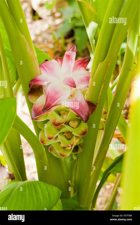 Turmeric plant (Curcuma longa Stock Photo - Alamy