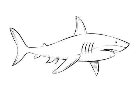 Free Vector | Hand drawn shark outline illustration