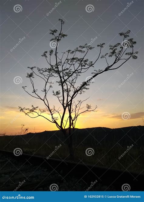 Brazilian cerrado stock image. Image of natural, sunset - 102932815