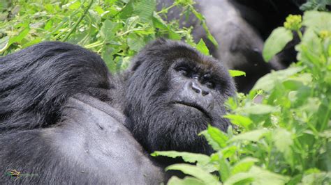 Virunga National Park Congo, Gorilla trekking - Kwafrika Travel