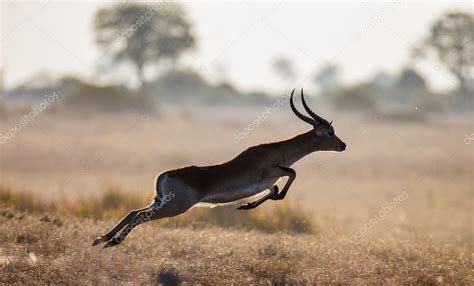 √ Téléchargement gratuit! running gazelle images 930534-Gazelle running getty images - Jossaesipus5p