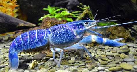 10 Awesome Crayfish Tank Mates (Compatibility Guide) - Build Your Aquarium