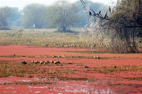 Keoladeo National Park | Sahapedia