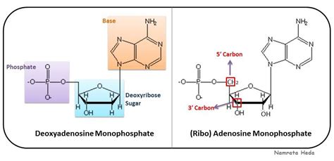 B for Biology: Biomolecules of the Cell - Nucleic Acids (Part 1)