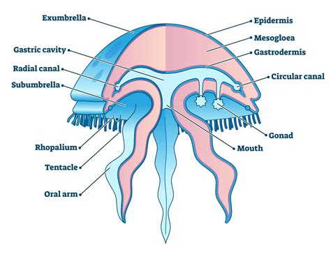 Do Jellyfish Have Brains? How Do They Function Without A Heart Or Brain?