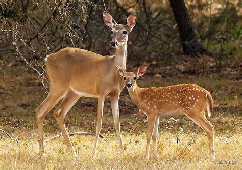 "Mama and Baby Deer" by kellimays | Redbubble