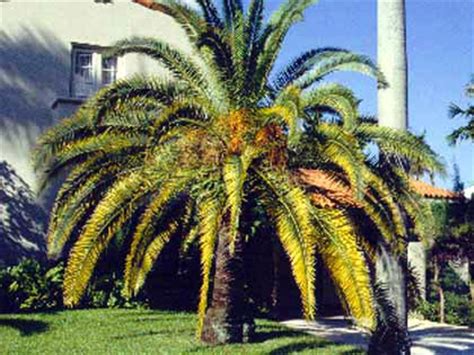 Palms - Pruning - Landscape plants - Edward F. Gilman - UF/IFAS