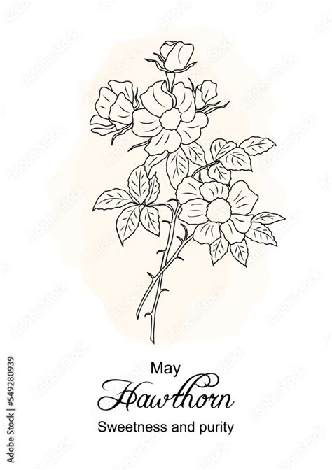 Hawthorn May birth month flower print. Botanical floral line art ...