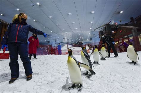 In Pictures: Have a breakfast and walk with Penguins at Ski Dubai | Society – Gulf News