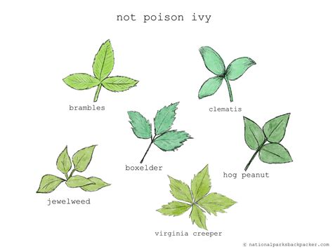 How to Spot Poison Ivy - National Parks Backpacker