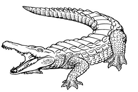 20+ Free Printable Alligator Coloring Pages - EverFreeColoring.com