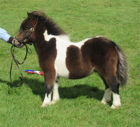 Viking Shetland Pony Show 2022 | Pony Breeders of Shetland Association