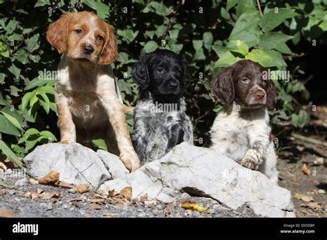 Dog Brittany Spaniel / Epagneul breton three puppies different colors on the rocks Stock Photo ...