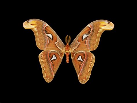 Atlas Moth | California Academy of Sciences