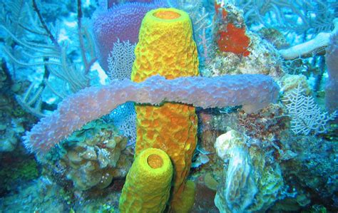 Yellow Tube Sponge - Oceana