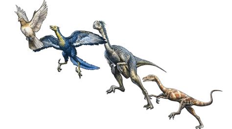 Origins of feathered dinosaurs more complex than first thought - Uppsala University