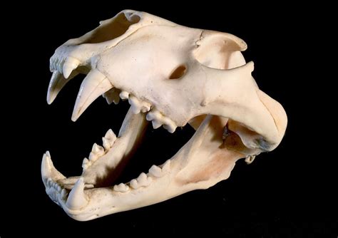 LION (PANTHERA LEO) SKULL, AFRICAN PLAINS, 15'' LONG