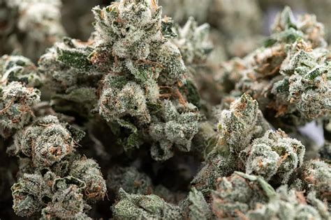 Indica Strains: A Guide to the Best and Strongest Options