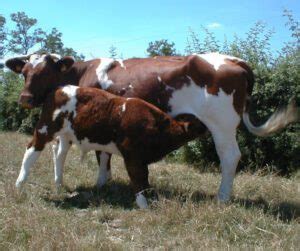 Maine-Anjou Cattle Characteristics & Uses Info