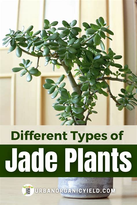 Kinds Of Jade Plants - Garden Plant